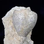 Apiocrinus parkinsoni (SCHLOTHEIM 1820) - Bild &copy; FossNet FossilienStore